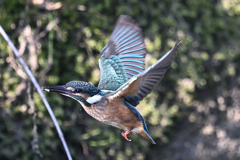 カワセミ幼鳥