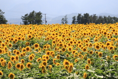 ひまわり