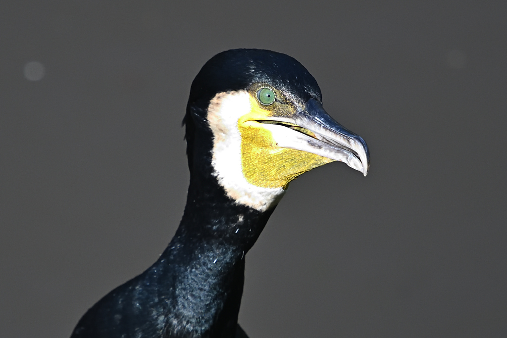 カワウ