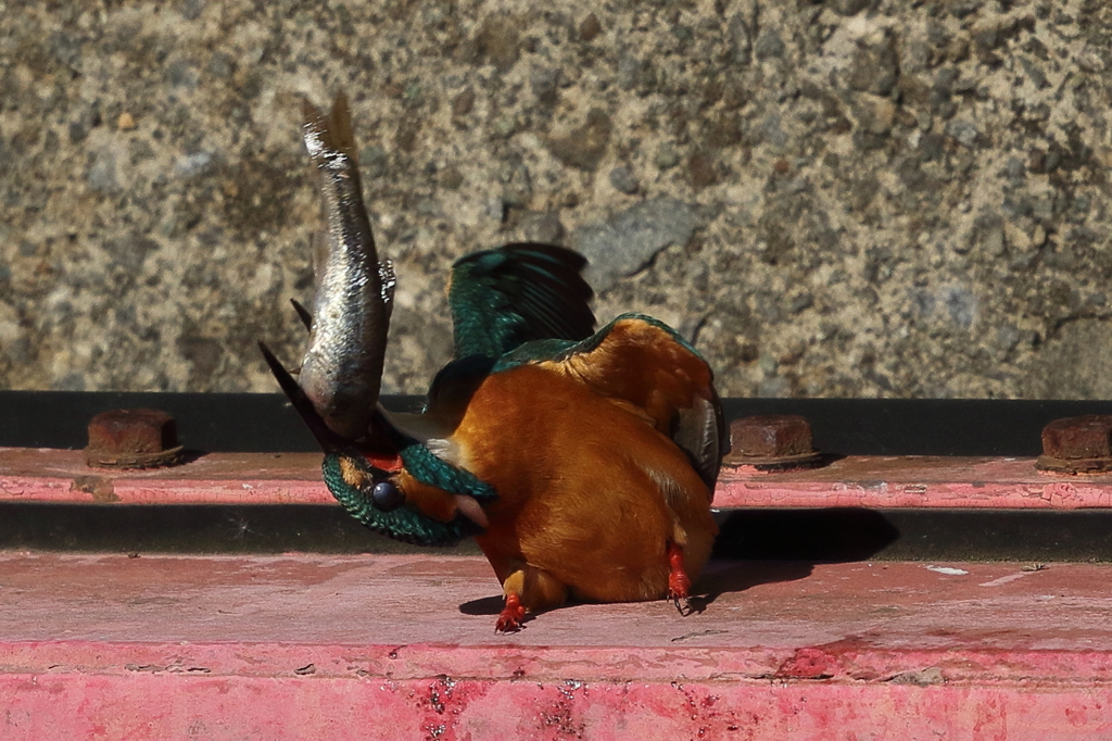大食いのカワセミ（２）
