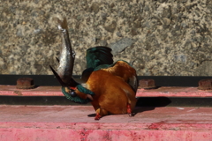 大食いのカワセミ（２）