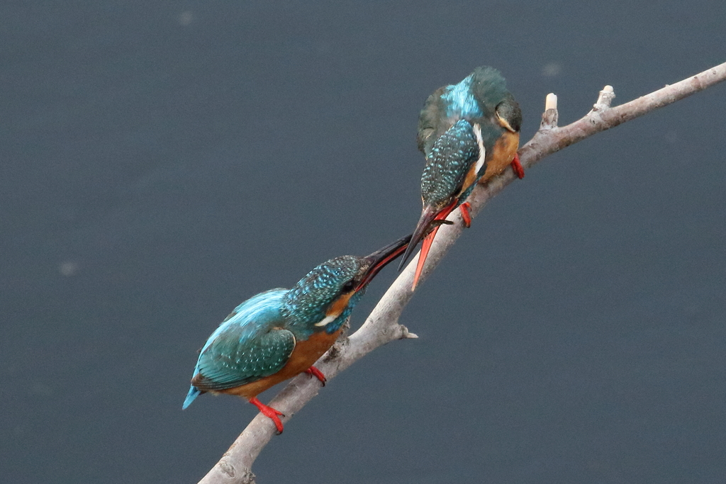 カワセミのカップル（５）