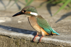 カワセミのお嬢さん