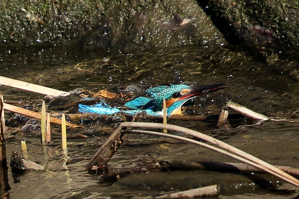 カワセミダイブ２