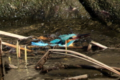 カワセミダイブ２