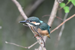カワセミ幼鳥