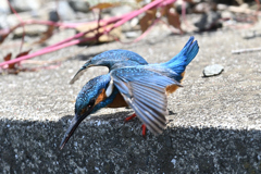 魚を捕るのが下手なカワセミ⑤