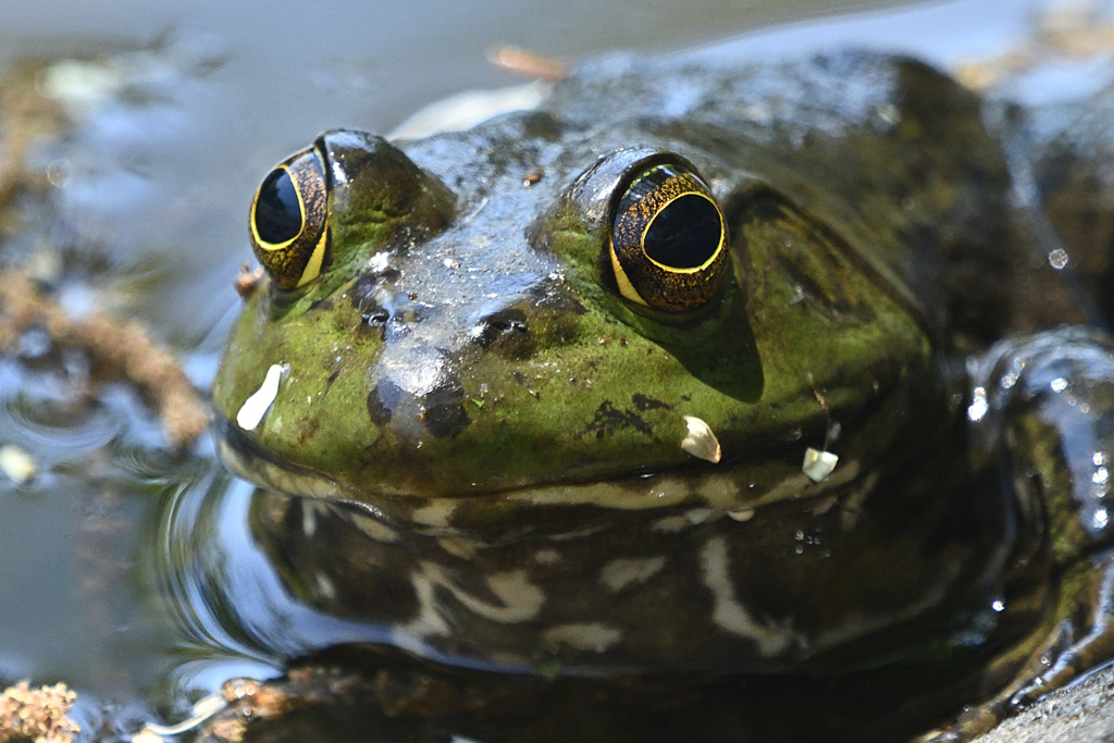 ウシガエル