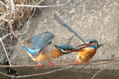 カワセミのカップル（4）