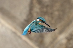 カワセミダイブ１3