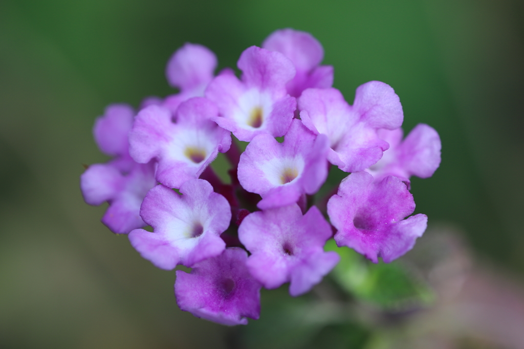 庭に咲いた春の花たち②