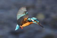 カワセミホバリング２