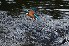 カワセミ⑤