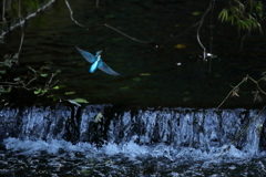滝の上を飛ぶカワセミ