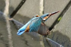 カワセミの水浴び②
