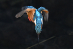 カワセミ飛び出し