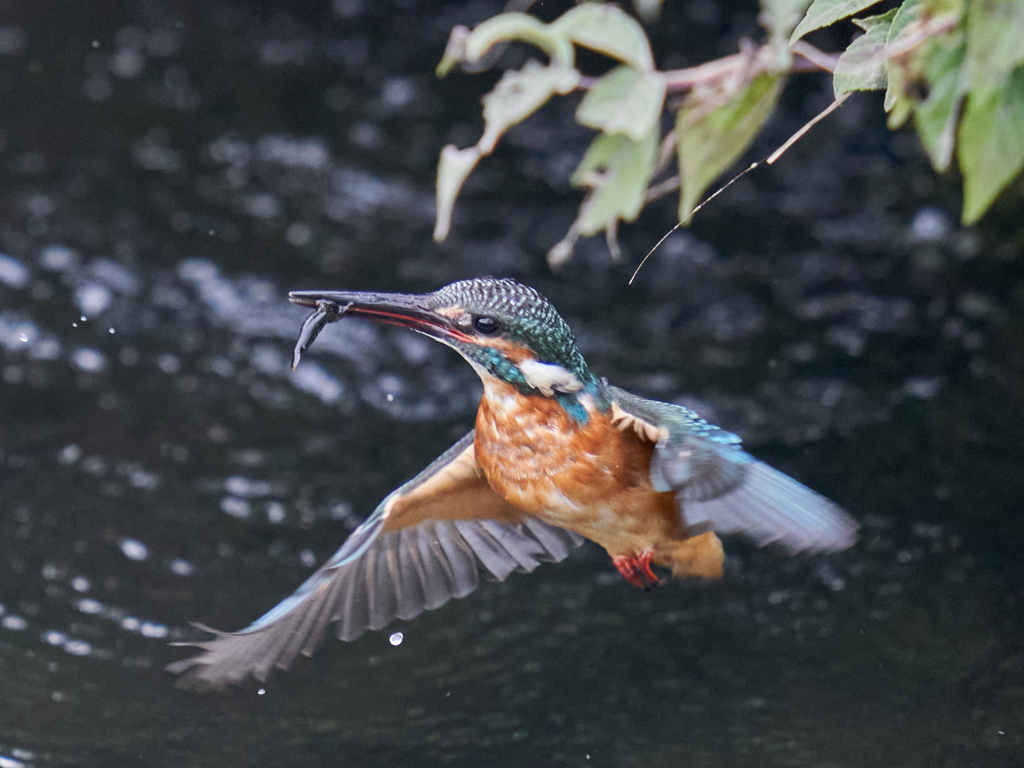 カワセミ飛翔