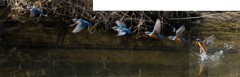 カワセミの水上がり合成写真