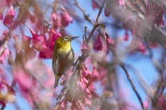 オカメ桜とメジロ