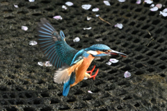 カワセミ着地