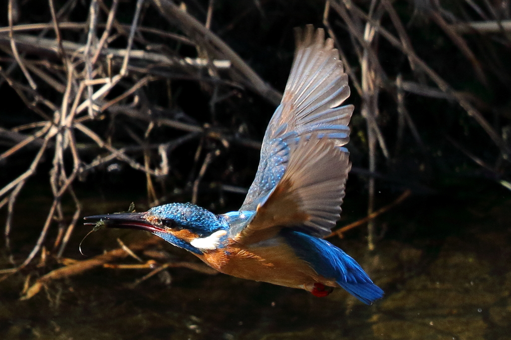 小さなモエビばかり。。。