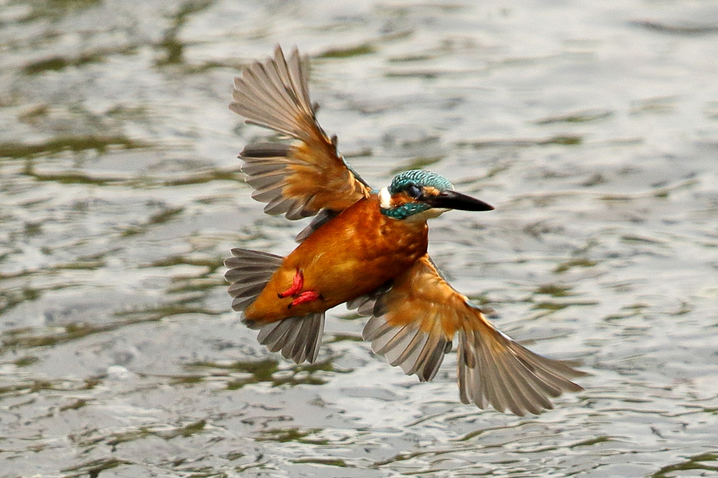 美しくないカワセミ