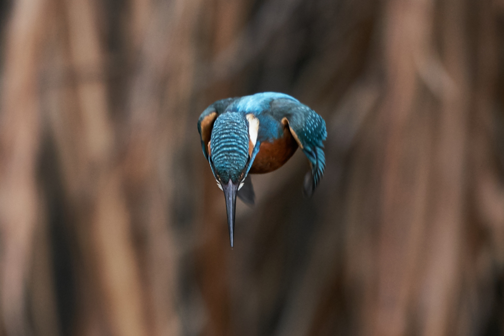 飛び出しから着水まで①