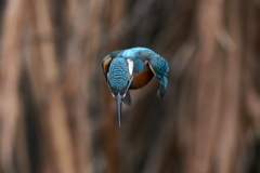 飛び出しから着水まで①