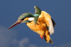 カワセミホバ２