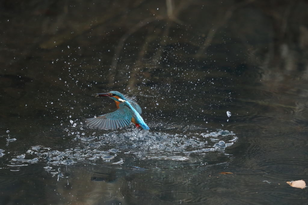 カワセミダイブ４