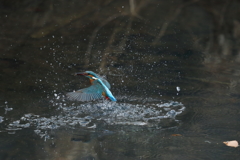 カワセミダイブ４
