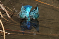 カワセミダイブ５