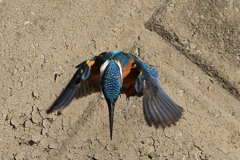 カワセミダイブ３