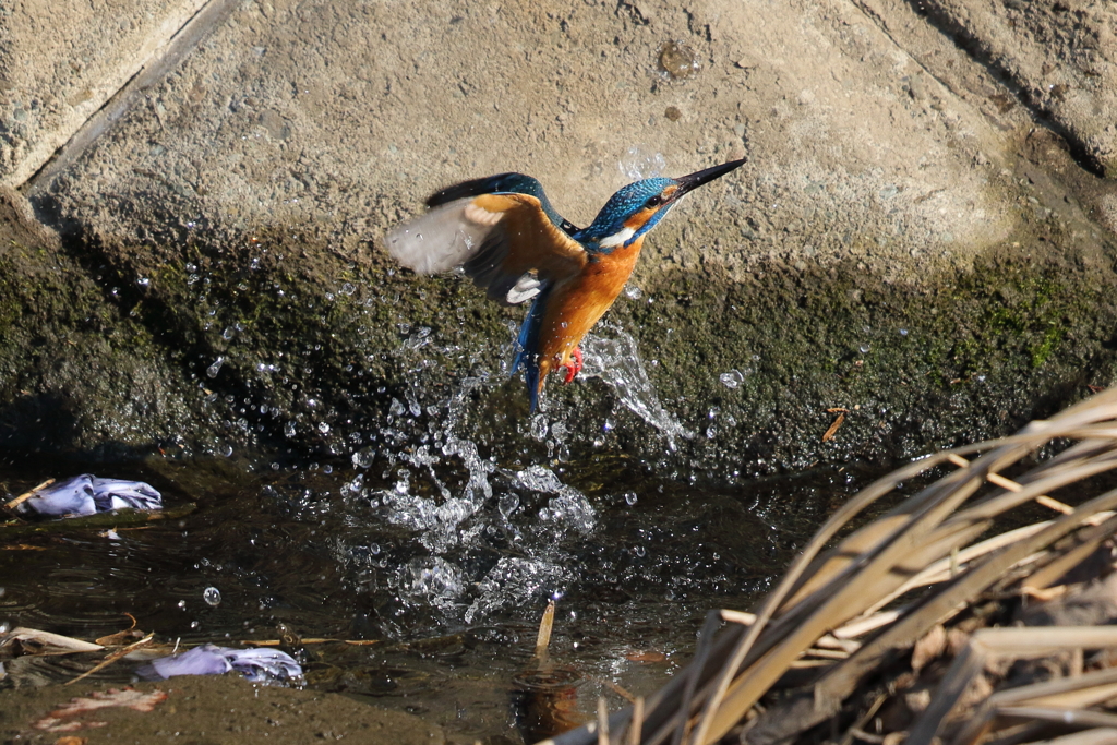 カワセミダイビング２
