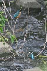 カワセミ幼鳥出現