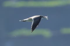 カモメの朝食