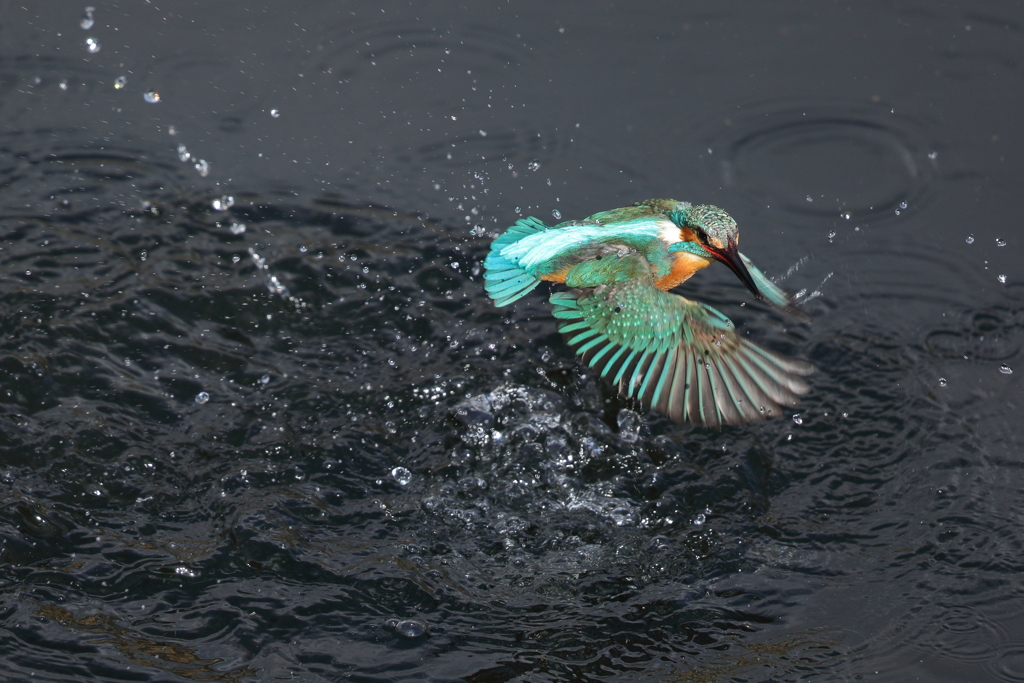 カワセミダイビング３