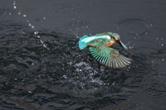 カワセミダイビング３