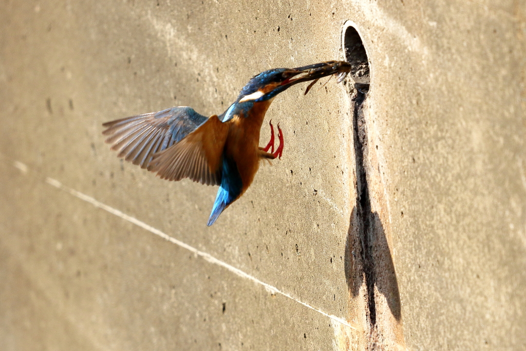 都会のカワセミ（続き）