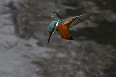 飛び出しから着水まで⑧