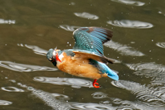 横向いて笑いながら飛ぶカワセミ