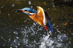 カワセミの水上がり②