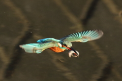 おさかなゲット