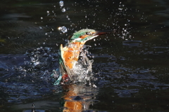 カワセミダイブ③