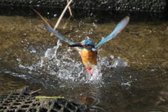 カワセミ水上がり