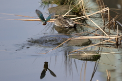 カワセミのニアミス