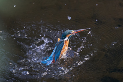 カワセミ水上がり