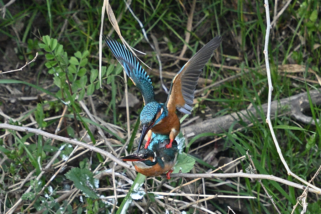 カワセミの恋の季節②