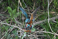カワセミの恋の季節②