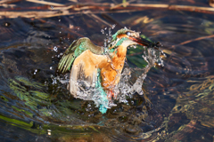 水上がり